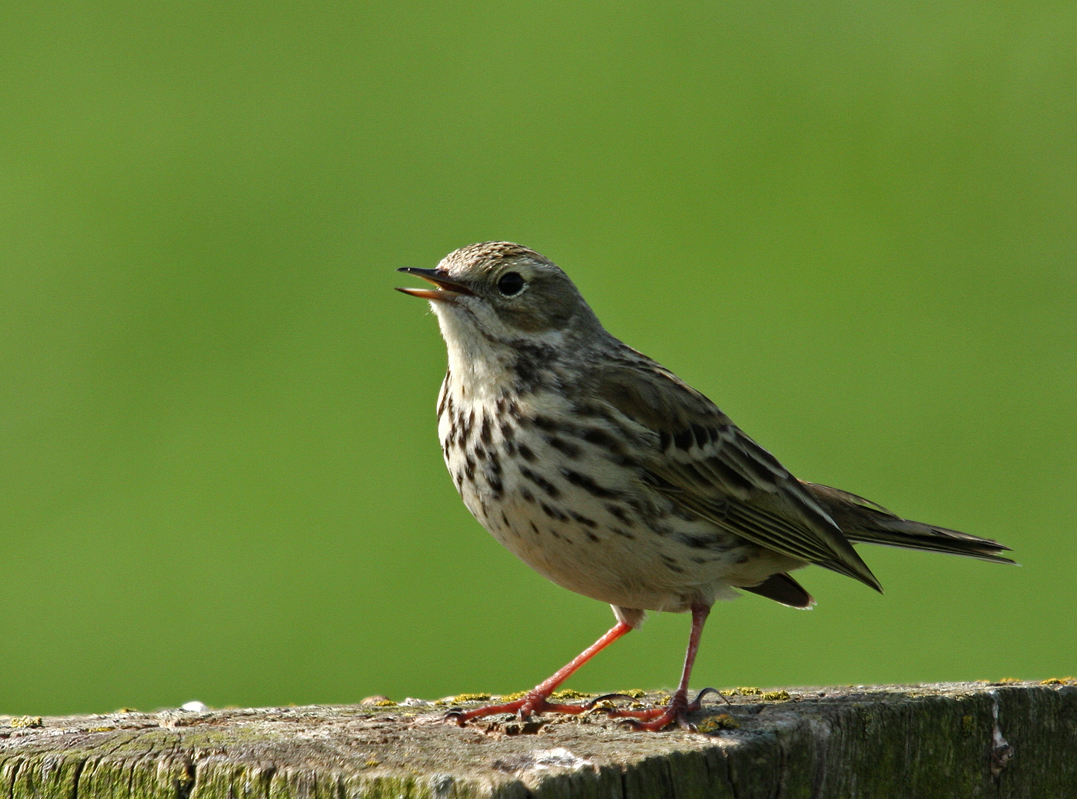 Vogels